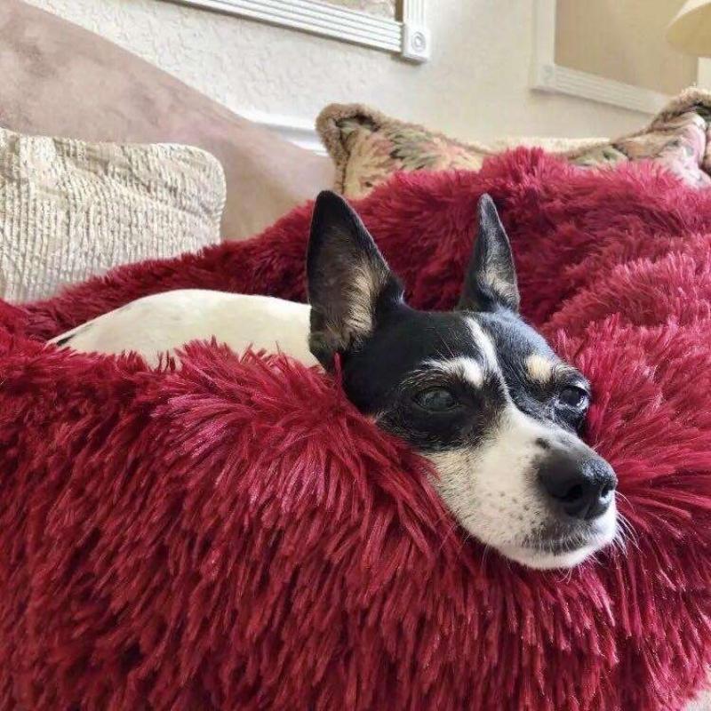 Coussin Anti-Stress Pour Chien